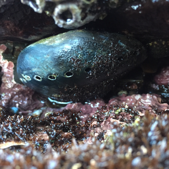 Black Abalone