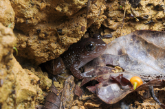 Limnonectes cintalubang