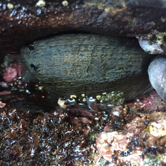 Haliotis cracherodii