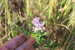 Heliotropium nicotianifolium