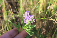 Heliotropium nicotianifolium