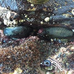 Haliotis cracherodii