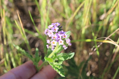 Heliotropium nicotianifolium