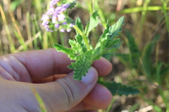 Heliotropium nicotianifolium