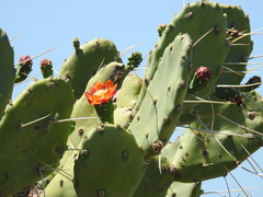 Opuntia quimilo