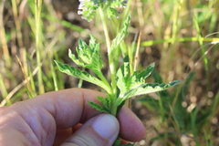 Heliotropium nicotianifolium