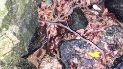 Bungarus multicinctus