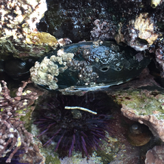 Haliotis cracherodii