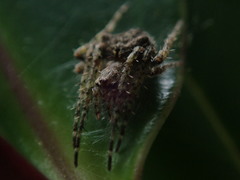 Socca pustulosa