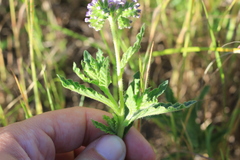 Heliotropium nicotianifolium