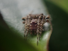 Socca pustulosa