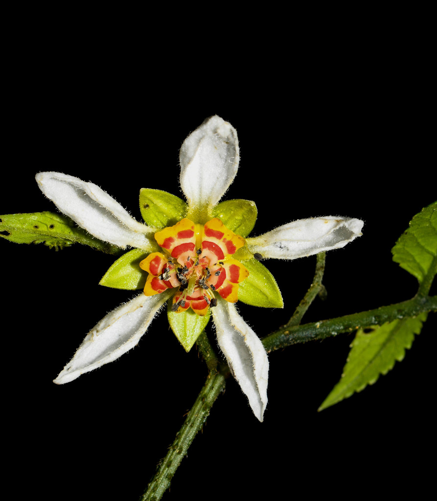 Nasa aequatoriana