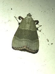 Basacallis tarachodes