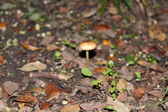Marasmius oreades