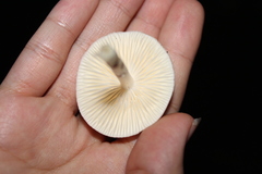 Marasmius oreades