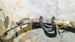 Pareas margaritophorus