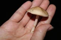 Marasmius oreades