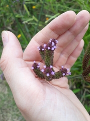 Verbena brasiliensis