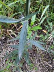 Verbena brasiliensis