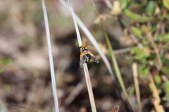 Microtropesa sinuata