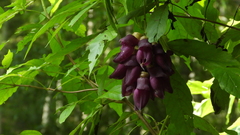 Mucuna lamellata