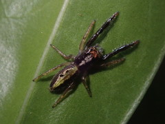 Trite planiceps