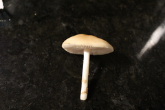 Marasmius oreades