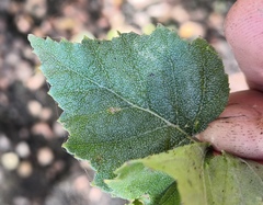Phyllactinia betulae