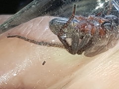 Mituliodon tarantulinus