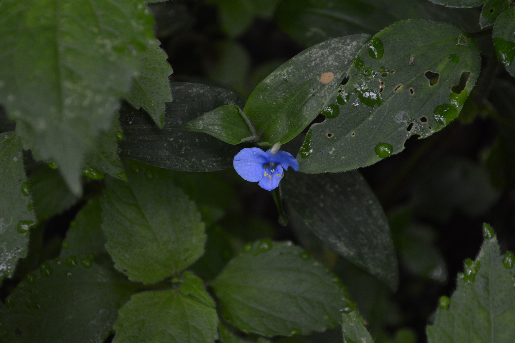 Commelina image