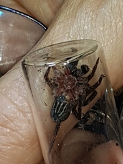 Mituliodon tarantulinus