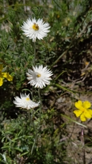 Chrysocephalum baxteri