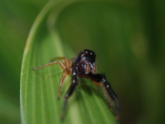 Trite planiceps