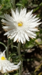 Chrysocephalum baxteri