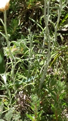 Chrysocephalum baxteri