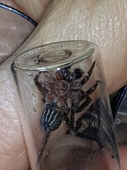 Mituliodon tarantulinus