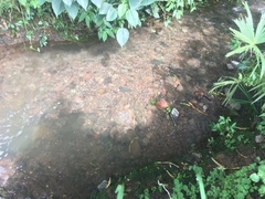 Chelydra acutirostris