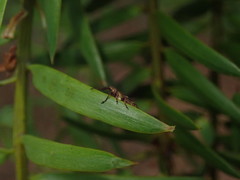 Rhicnobelus metallicus