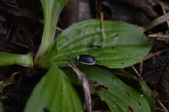 Asphaera albomarginata