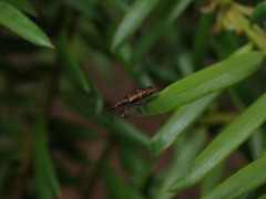 Rhicnobelus metallicus