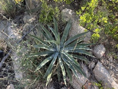 Agave aurea capensis