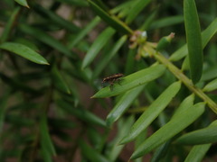 Rhicnobelus metallicus