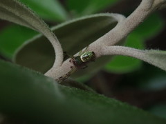 Diaea