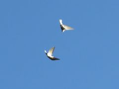 Tachycineta leucorrhoa