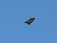 Tachycineta leucorrhoa