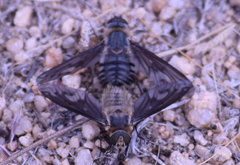 Poecilanthrax californicus