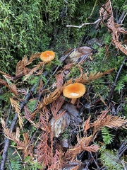 Lactarius luculentus