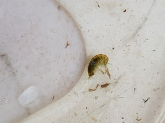 Austrochiltonia subtenuis