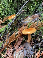 Lactarius luculentus