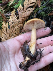 Lactarius luculentus